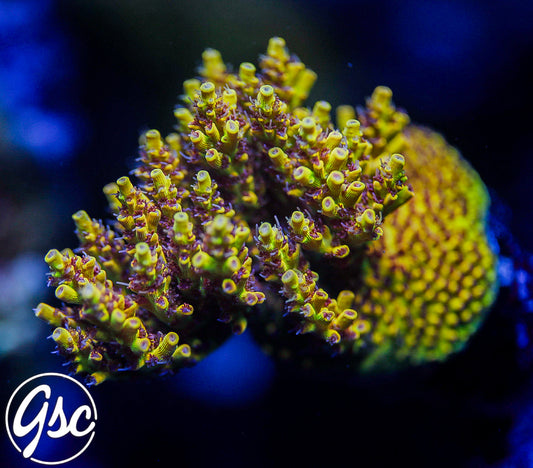 Tyree Pink Lemonade Acro #3 (Pancake)