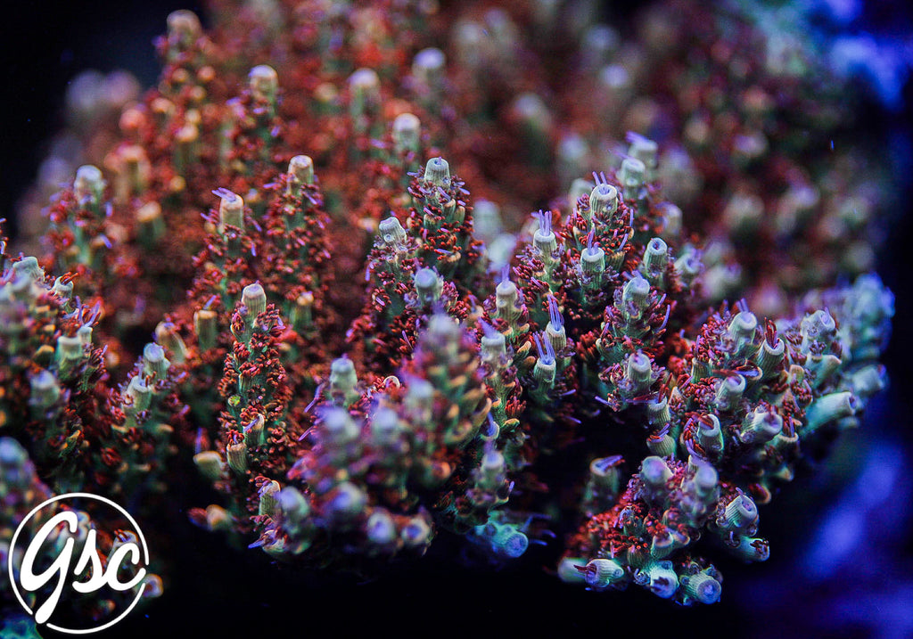 GSC Cell Max Acro #4 (Super Chunky)