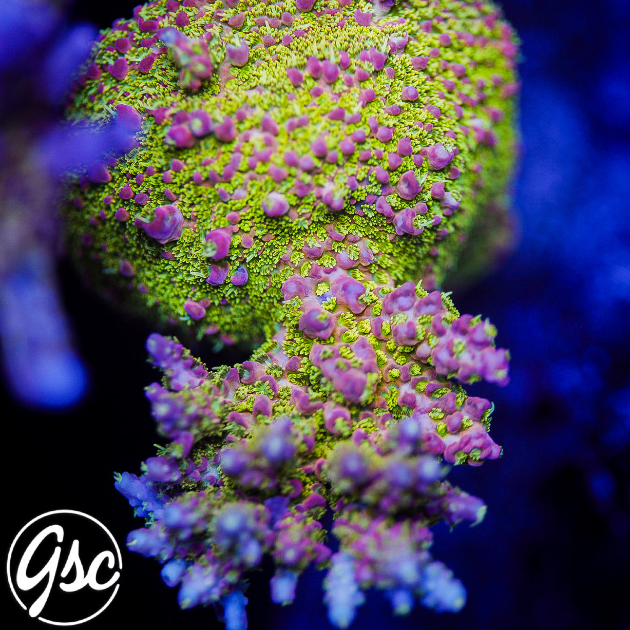 POTO Intergalactic Acro #3