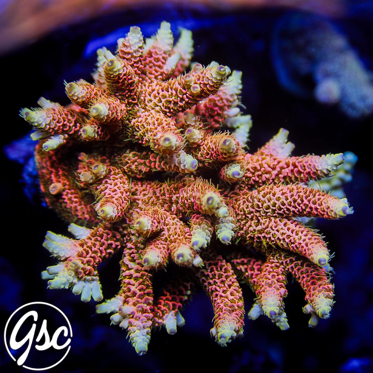 ASD Rainbow Millie Acro #2 – Golden State Corals