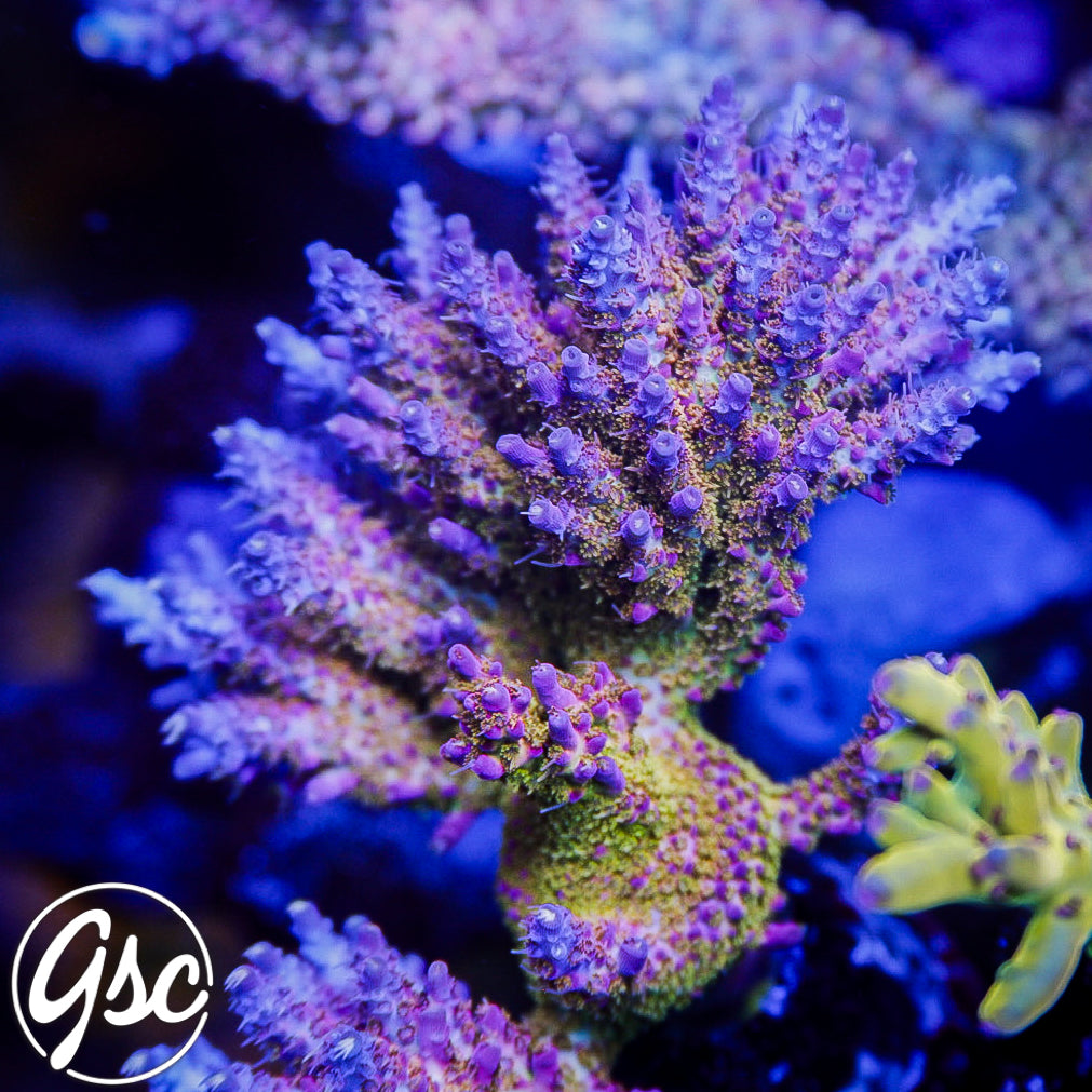 POTO Fire Dancer Acro #1