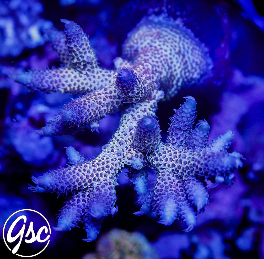 Raising Reefs Blue Flame Acro #1