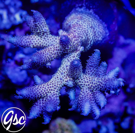 Raising Reefs Blue Flame Acro #3