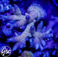 Raising Reefs Blue Flame Acro #3