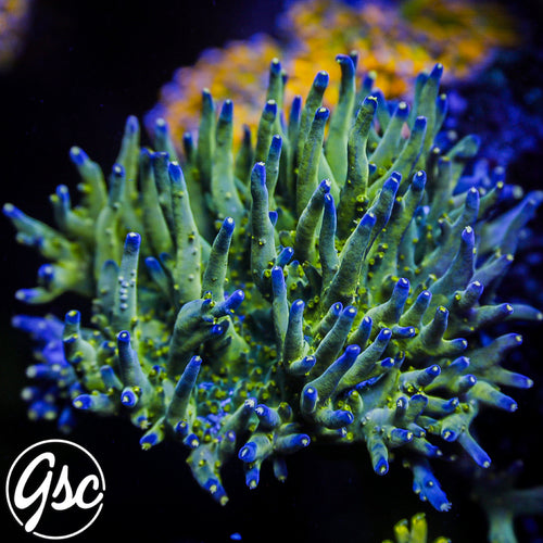 Ari's Avalanche Acro #1