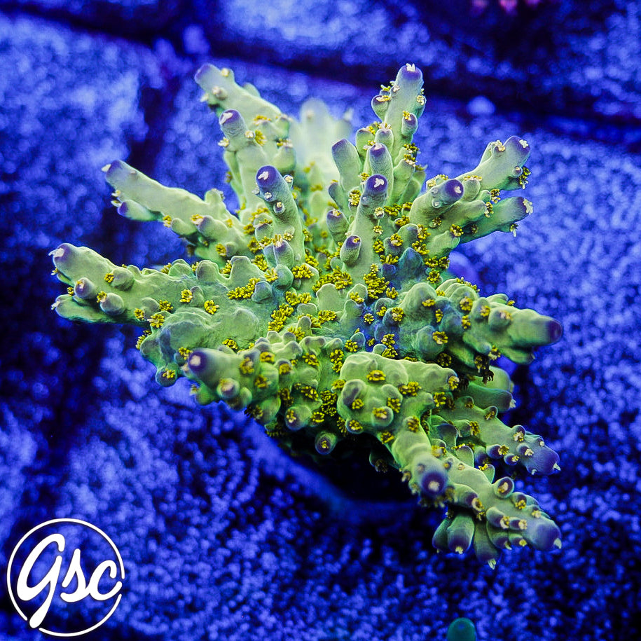 WWC Aurora Acro #1