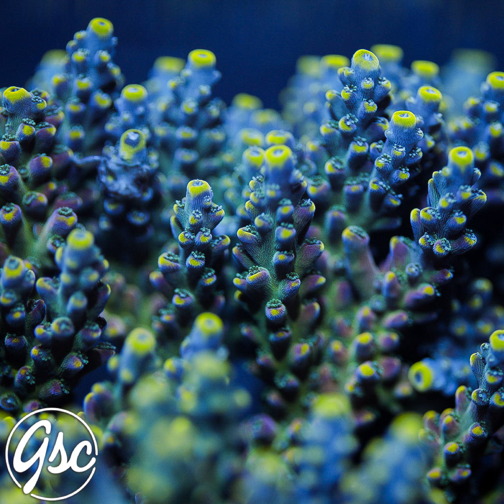 TSA Bollywood Acro #3