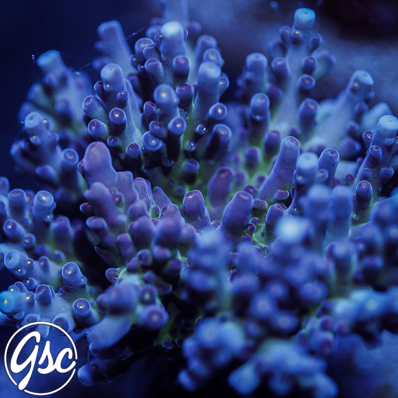 GSC Cosmo Gumdrop Acro #3 (New Release!)