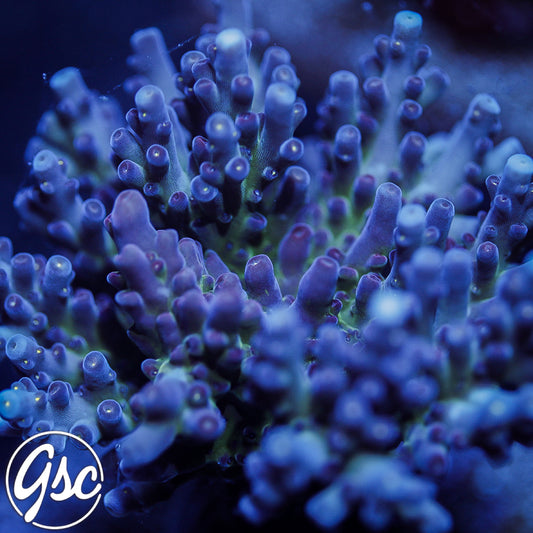 GSC Cosmo Gumdrop Acro #1 (New Release!)