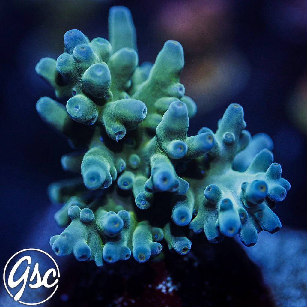 GSC Blue Saiyan Acro #1