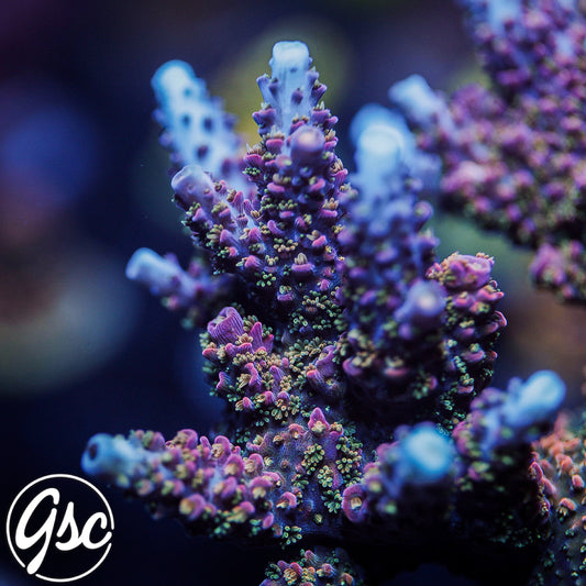 Hugos Rainbow Stag Acro #1