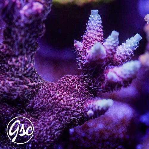 ReefFoundry RPM Acro #1 (Millie)