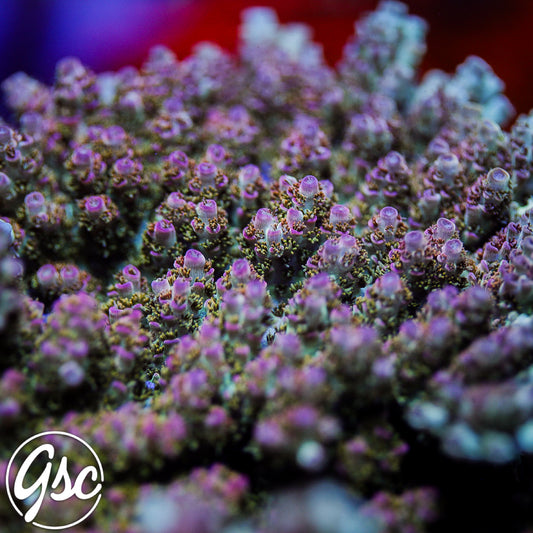 Defugiums Carebear Acro #1 (Chunky)