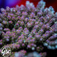 Defugiums Carebear Acro #1 (Chunky)