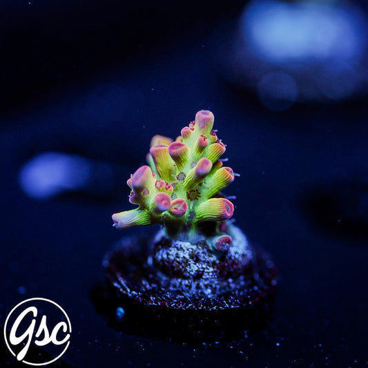POTO Ultimate Shortcake Acro #1