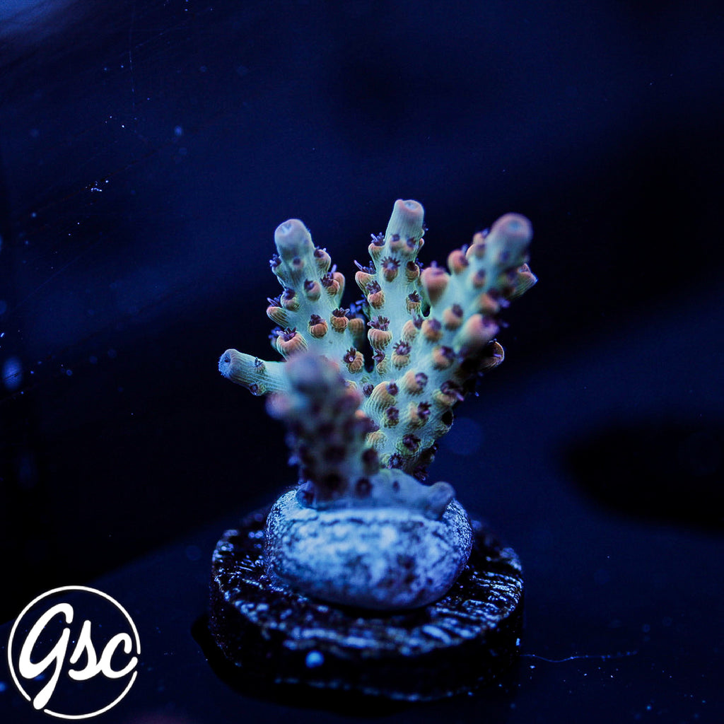 CC Blaze Of Glory Acro #2