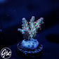 CC Blaze Of Glory Acro #2