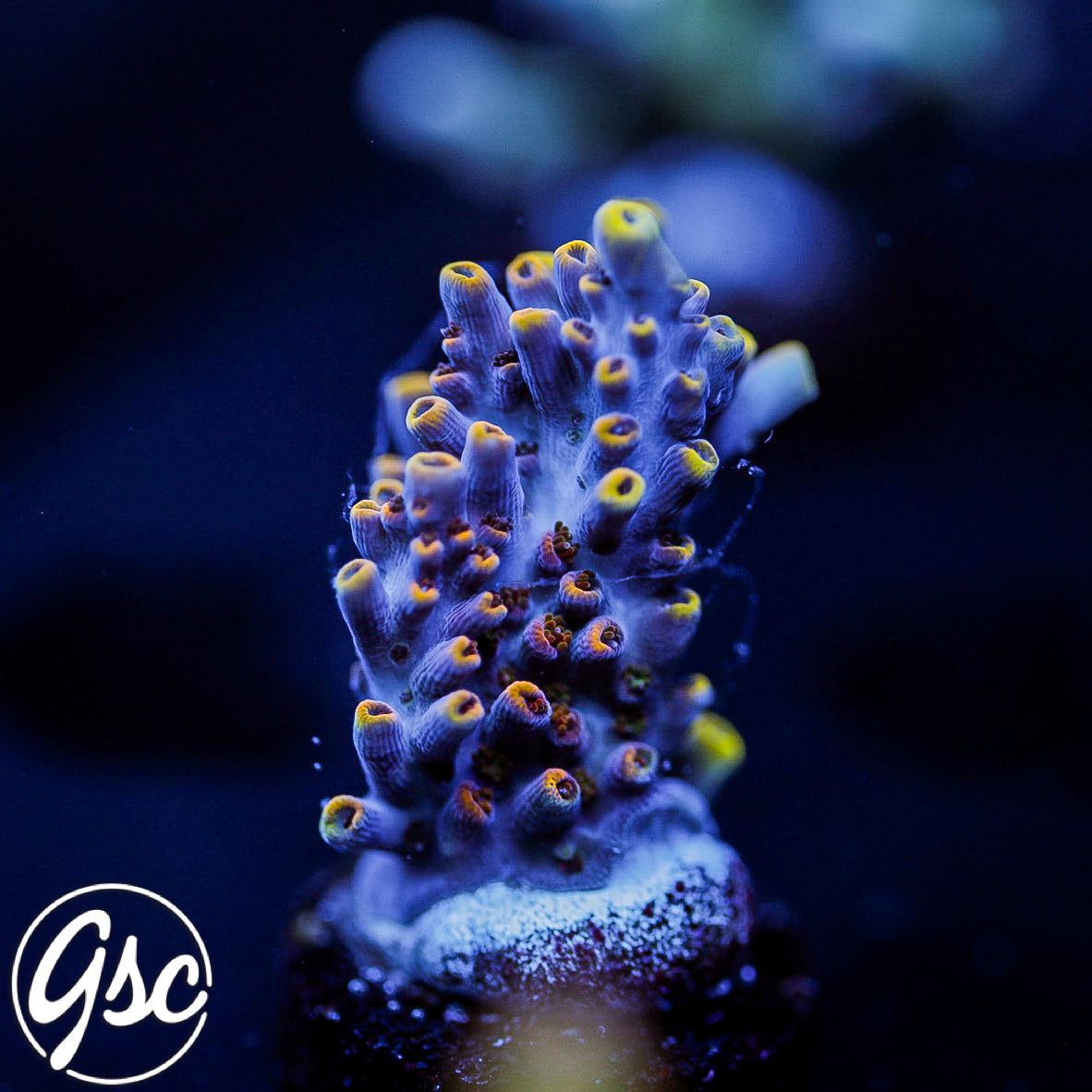 All Delights Ultra Clathrata Acro #2