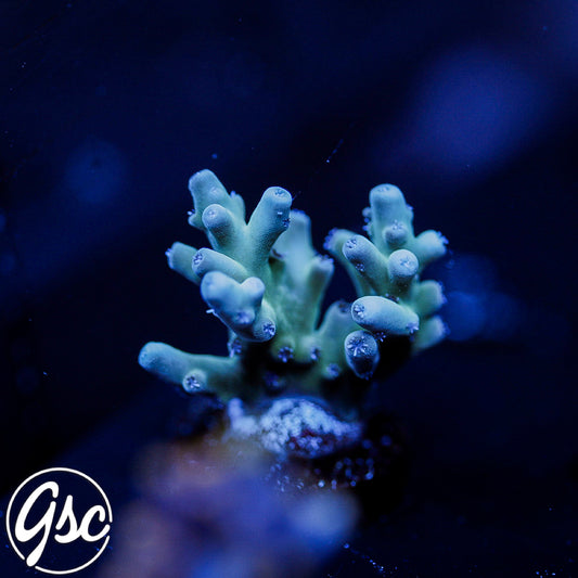 WWC White Walker Acro #1
