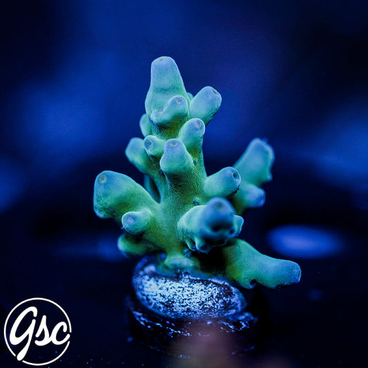 GSC Blue Saiyan Acro #1 (Chunky)