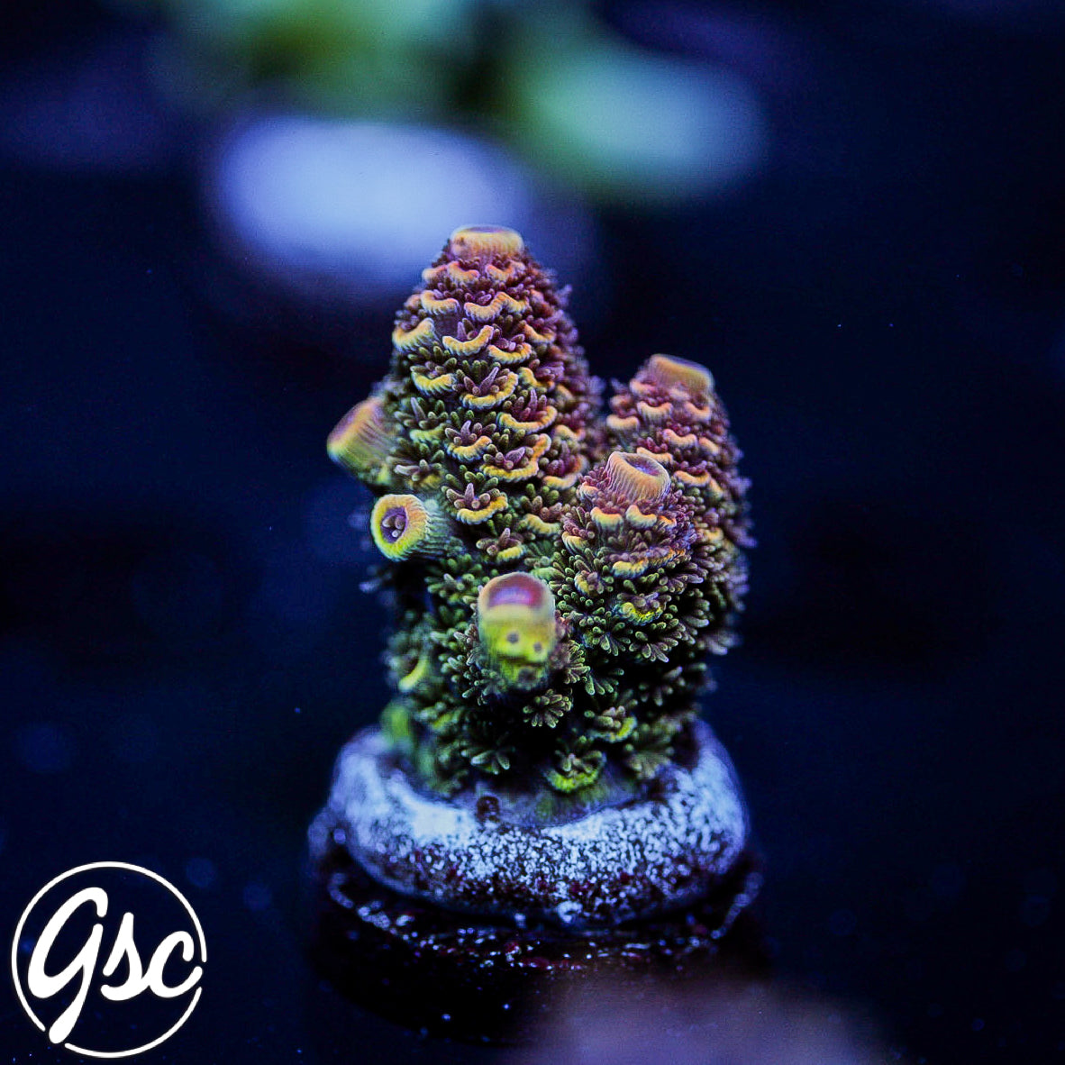 SBB Heisenberg Acro #1 (Chunky)