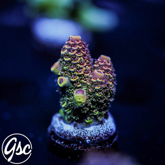 SBB Heisenberg Acro #1 (Chunky)