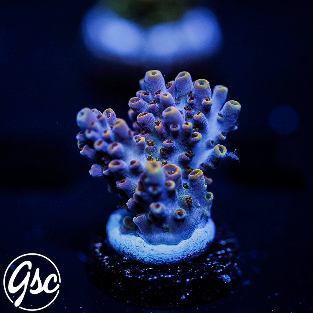 All Delights Ultra Clathrata Acro #1