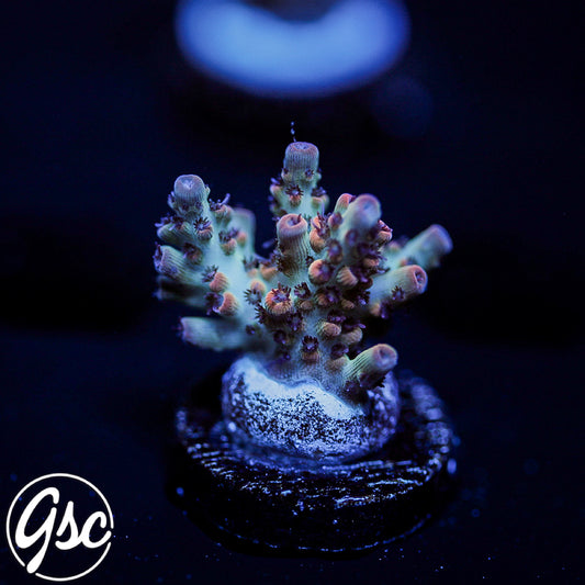 CC Blaze Of Glory Acro #3