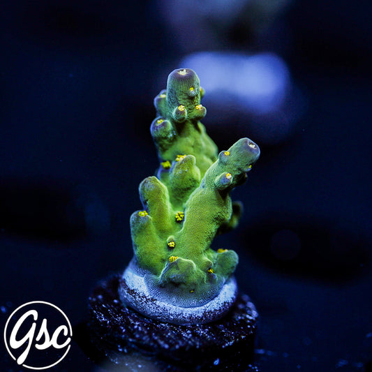 WWC Aurora Acro #1