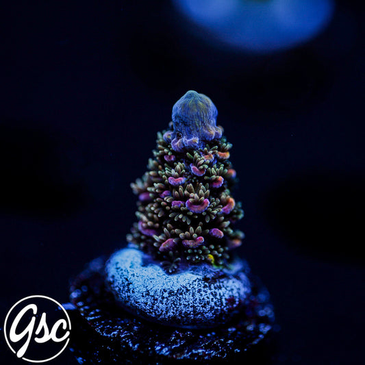 Hugos Rainbow Stag Acro #1