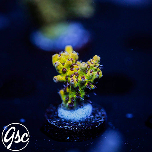 Tyree Pink Lemonade Acro #5