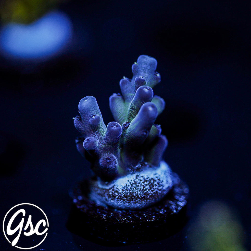 GSC Cosmo Gumdrop Acro #1 (New Release!)
