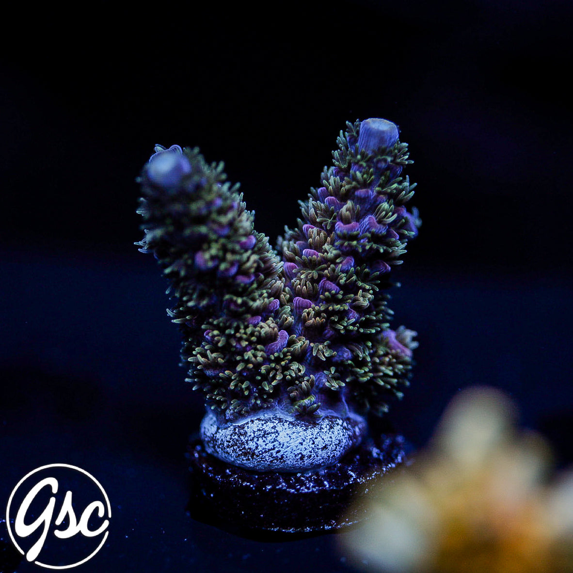 Hugos Rainbow Stag Acro #2 (Chunky)