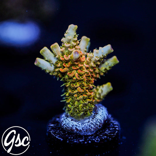 ASD Rainbow Millie Acro #1