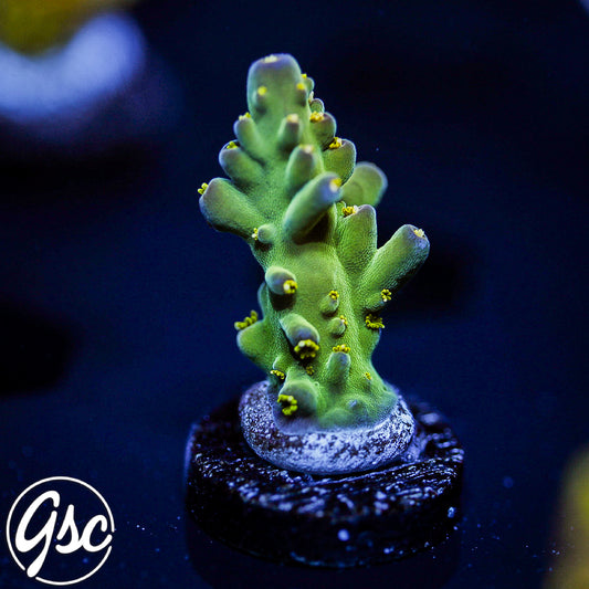 WWC Aurora Acro #2