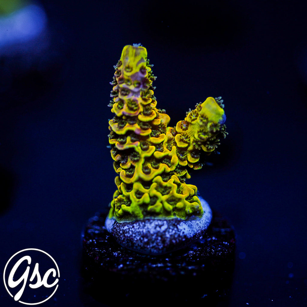 RRC Rainbow Splice Acro #1 (Millie)