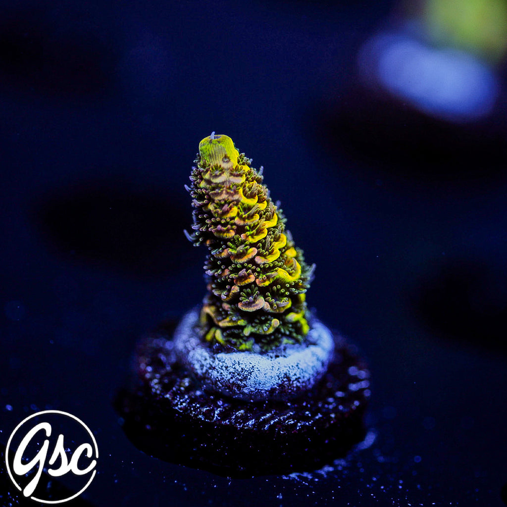 RRC Rainbow Splice Acro #2 (Millie - 50/50 Split)