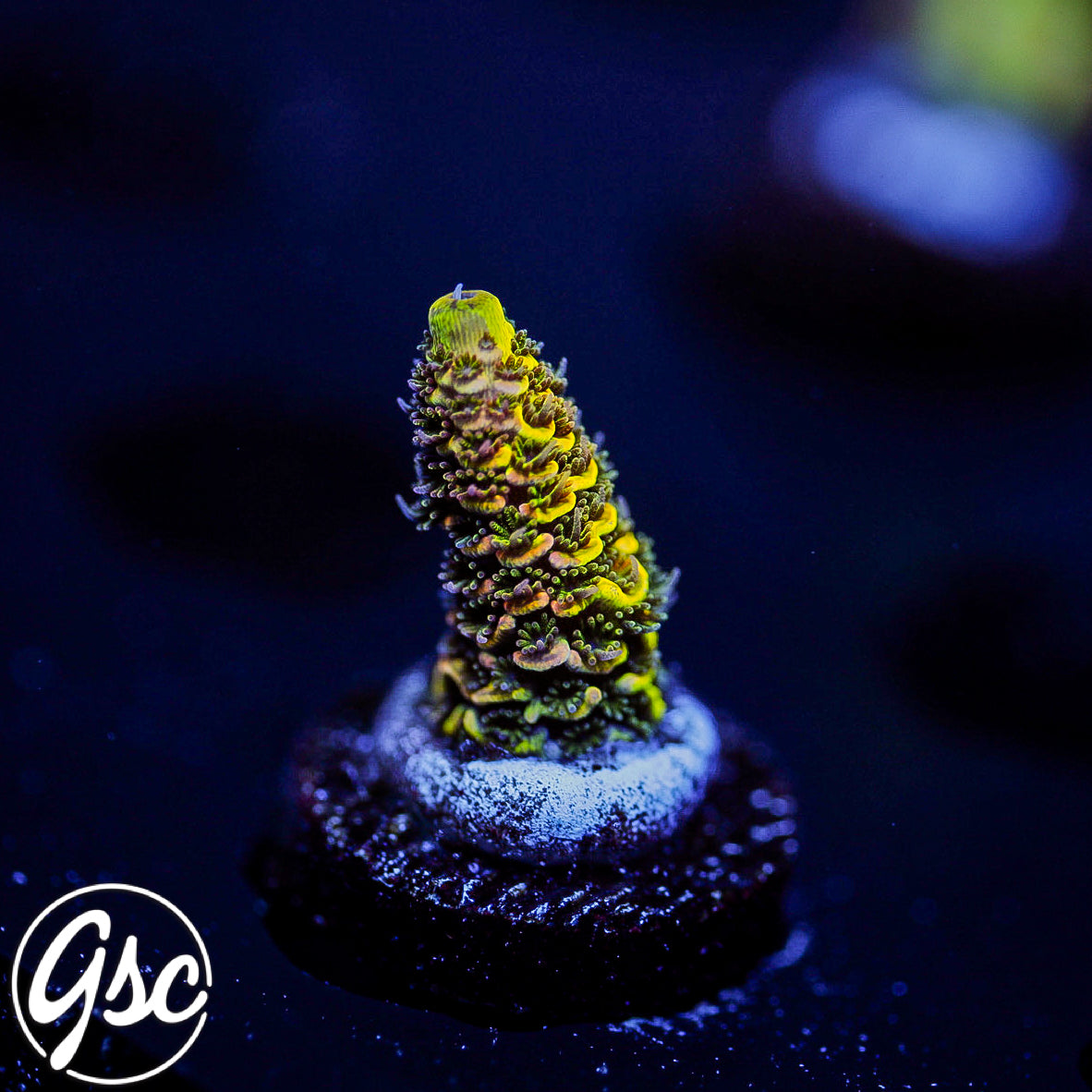 RRC Rainbow Splice Acro #2 (Millie - 50/50 Split)