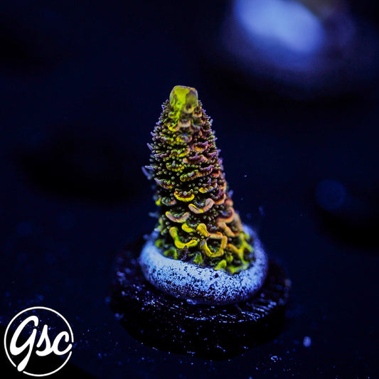 RRC Rainbow Splice Acro #3 (Millie - 50/50 Split) (Copy)