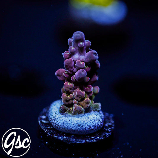 POTO Flamethrower Acro #1