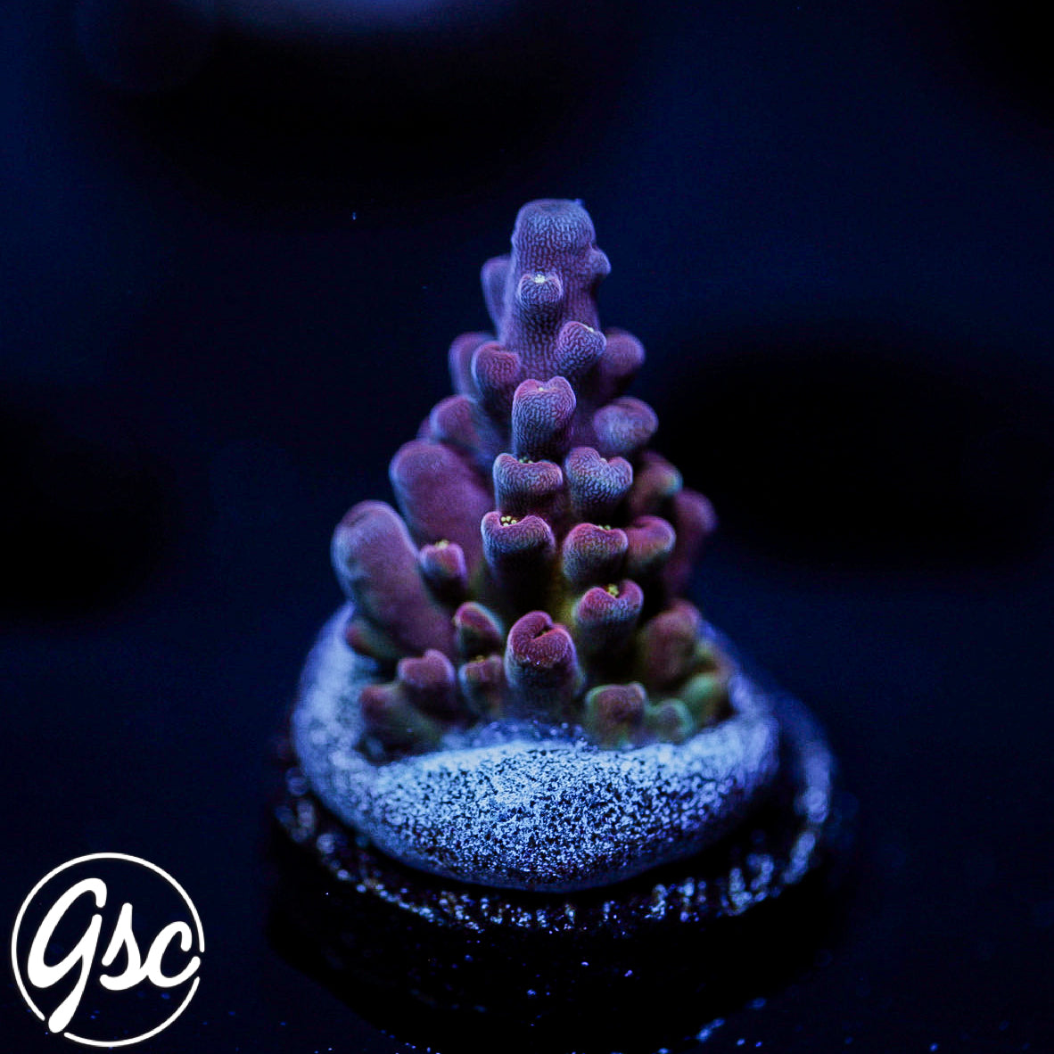 POTO Flamethrower Acro #2