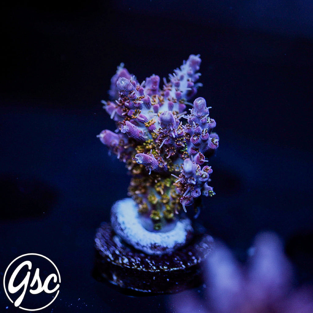 POTO Fire Dancer Acro #1