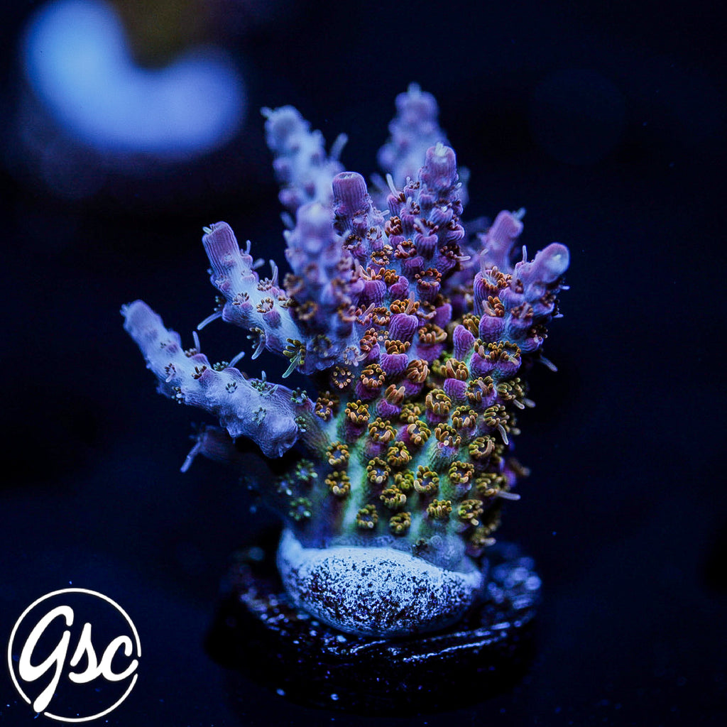 POTO Fire Dancer Acro #2