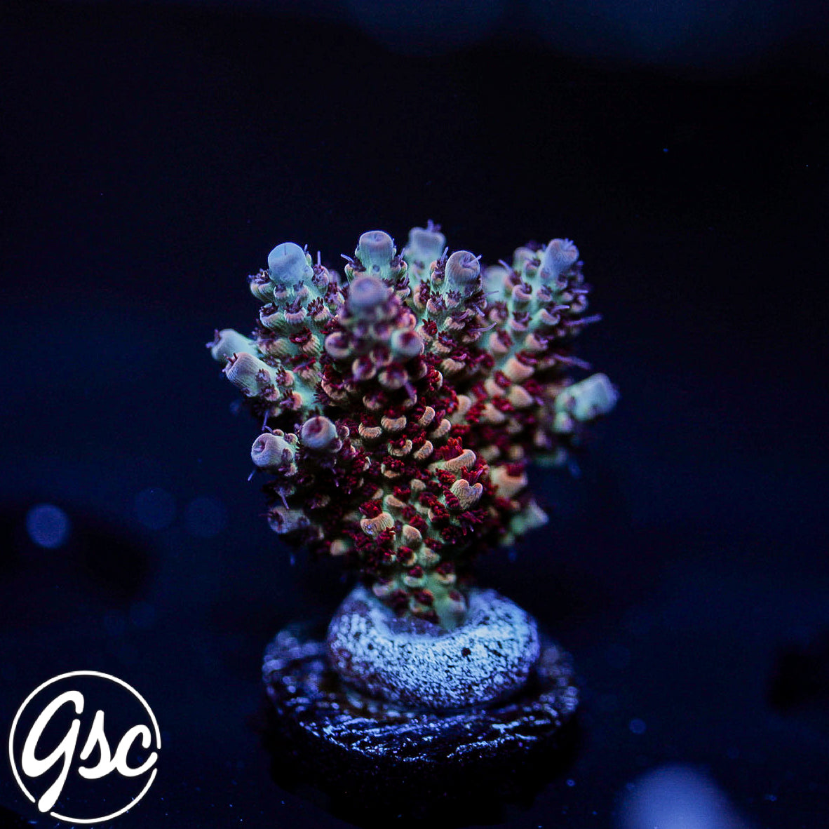 ATL Jolene Acro #1