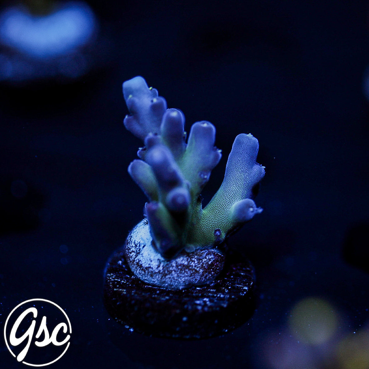 GSC Cosmo Gumdrop Acro #3 (New Release!)
