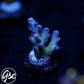 GSC Cosmo Gumdrop Acro #3 (New Release!)