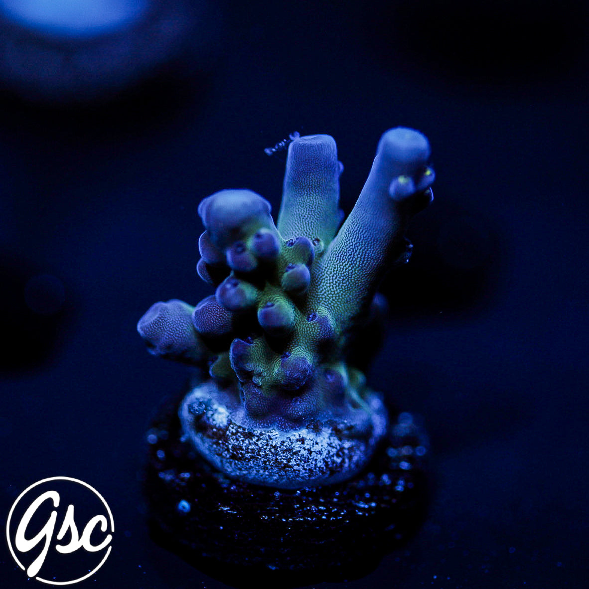GSC Cosmo Gumdrop Acro #2 (New Release!)