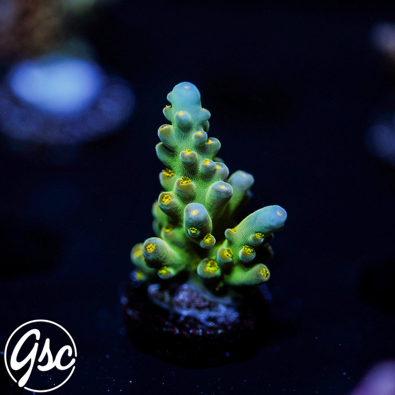 Defugiums Morning Star Acro #1 (Chunky)