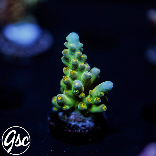 Defugiums Morning Star Acro #1 (Chunky)
