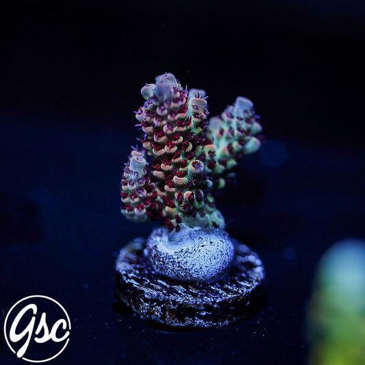 ATL Jolene Acro #2